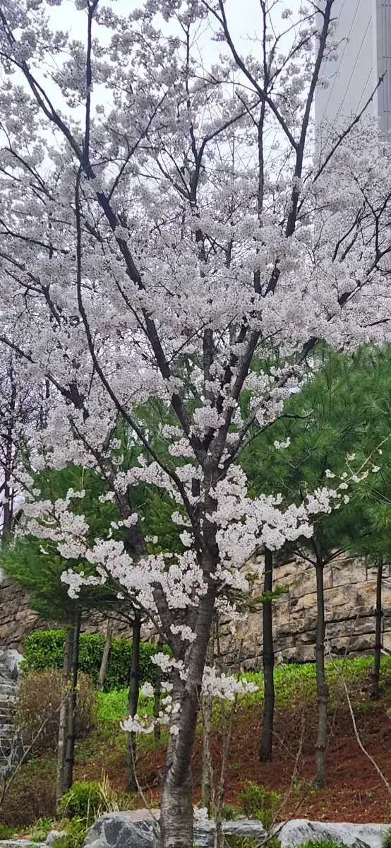 인텐시브 젤크림 미사용 미개봉 팝니다