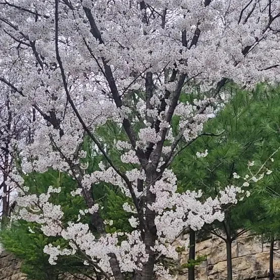 인텐시브 젤크림 미사용 미개봉 팝니다