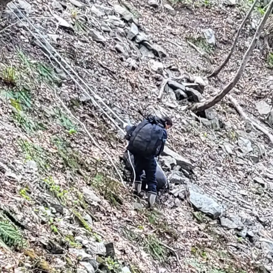 울릉도 명이절임