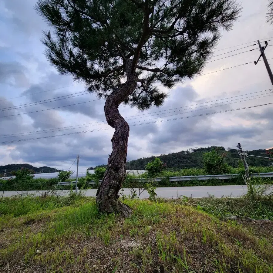 소나무  산체 찌들목