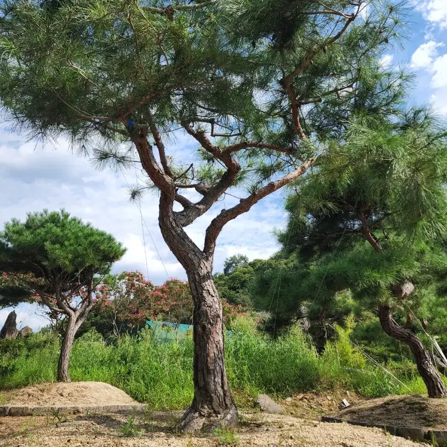 소나무  산체 찌들목