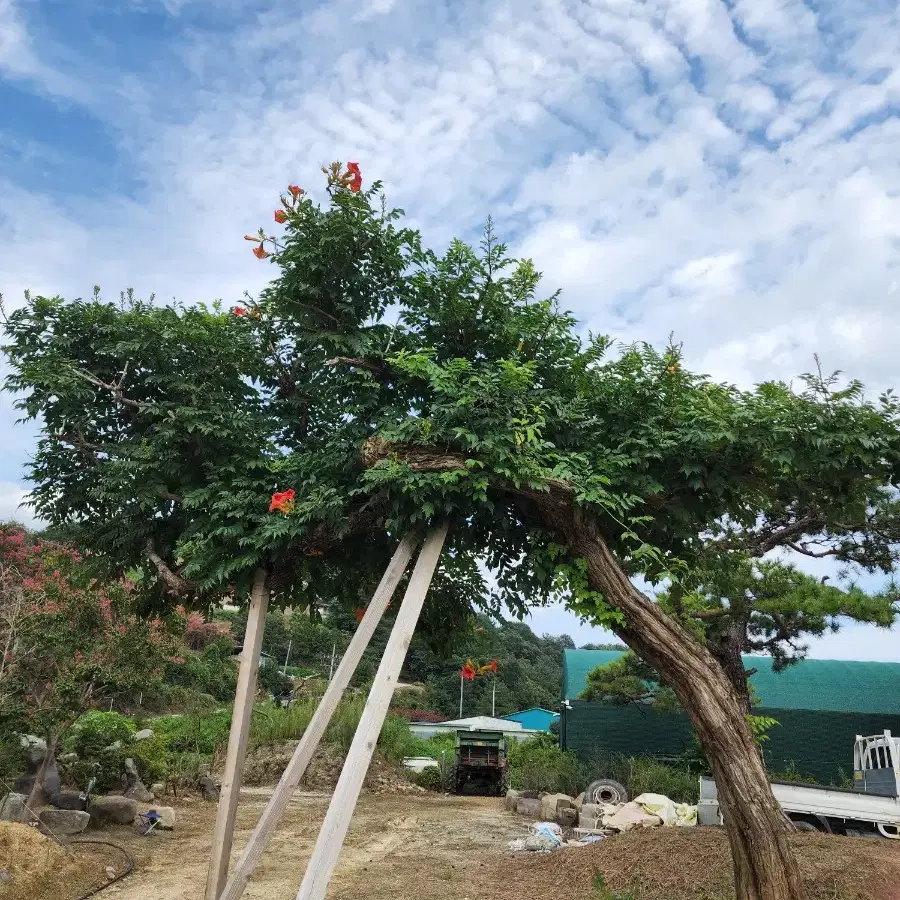 소나무  산체 찌들목