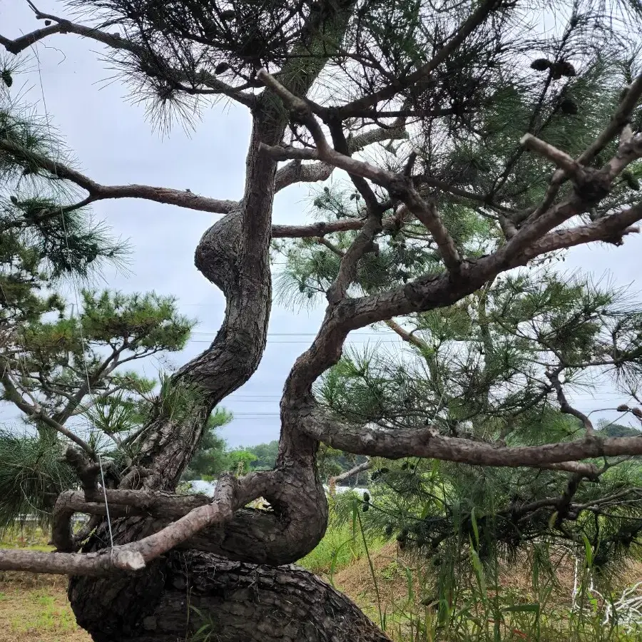 소나무  산체 찌들목