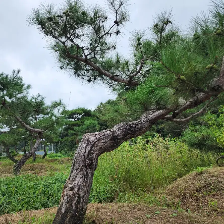 소나무  산체 찌들목