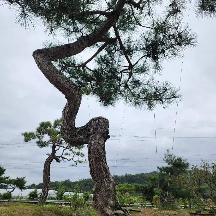 소나무  산체 찌들목