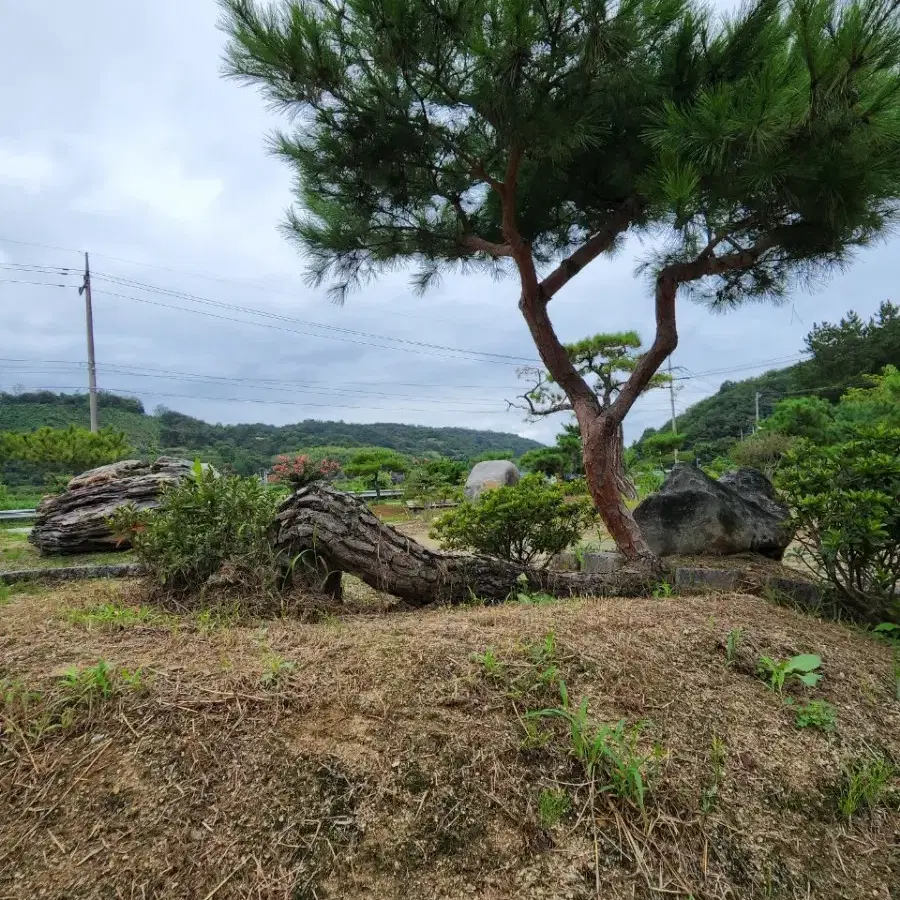 소나무  산체 찌들목