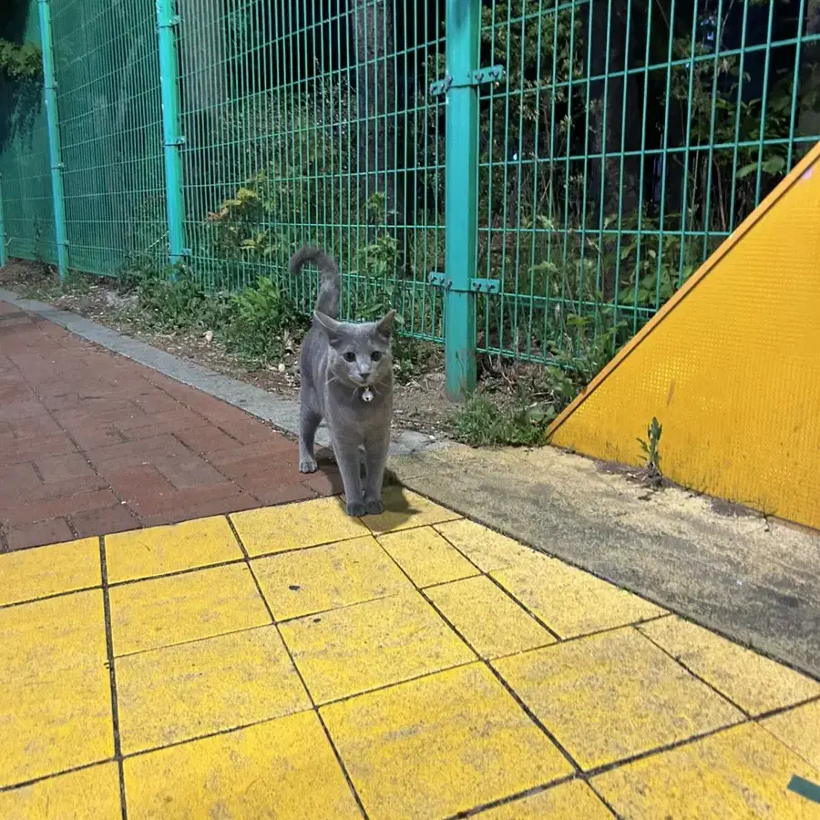 고양이 잃어버리신 분