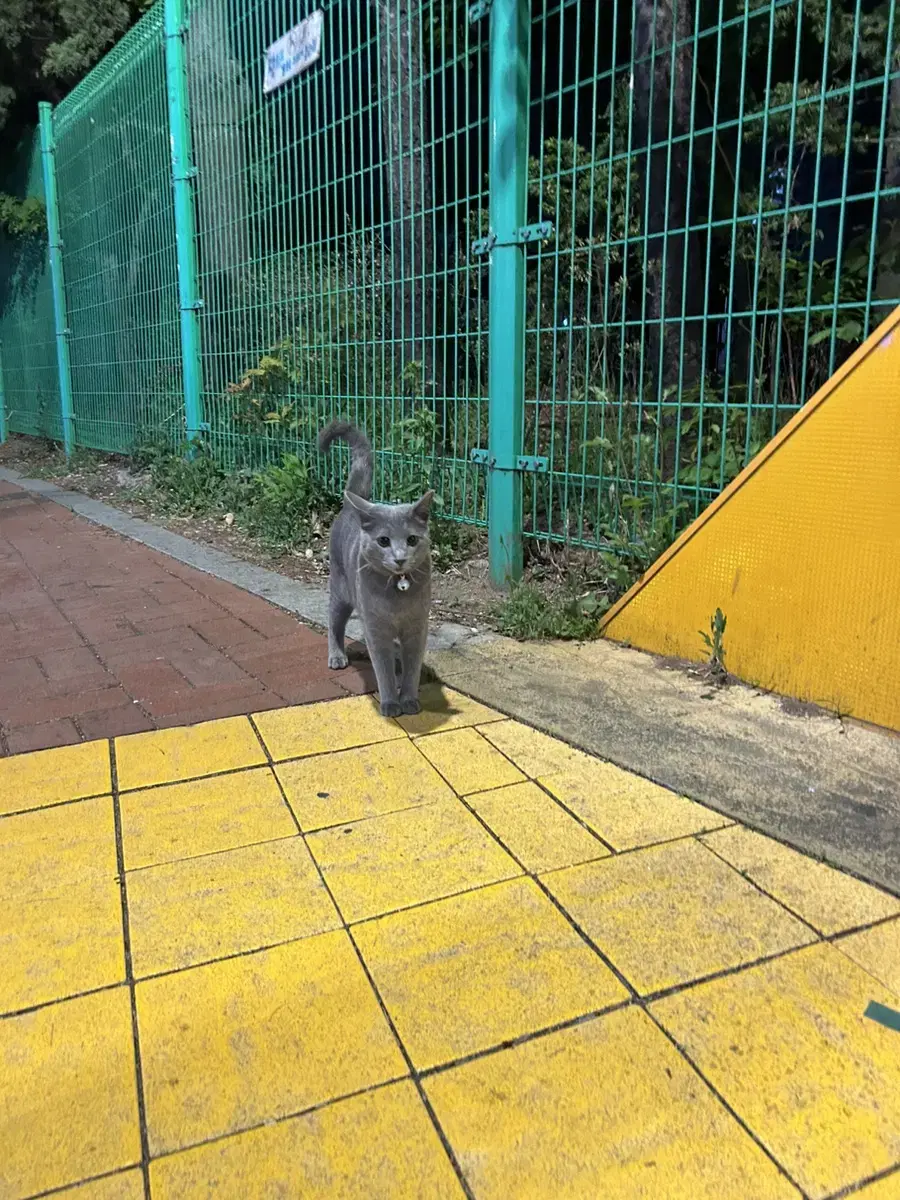 고양이 잃어버리신 분