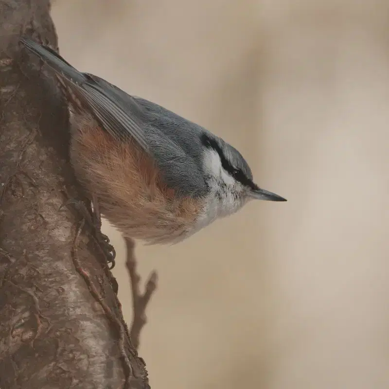 소니마운트 탐론 150500렌즈 판매합니다.