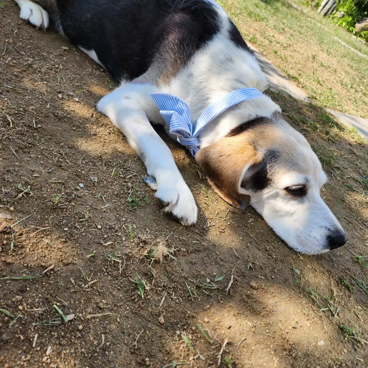 새상품))강아지 고양이 얼음 넥스카프