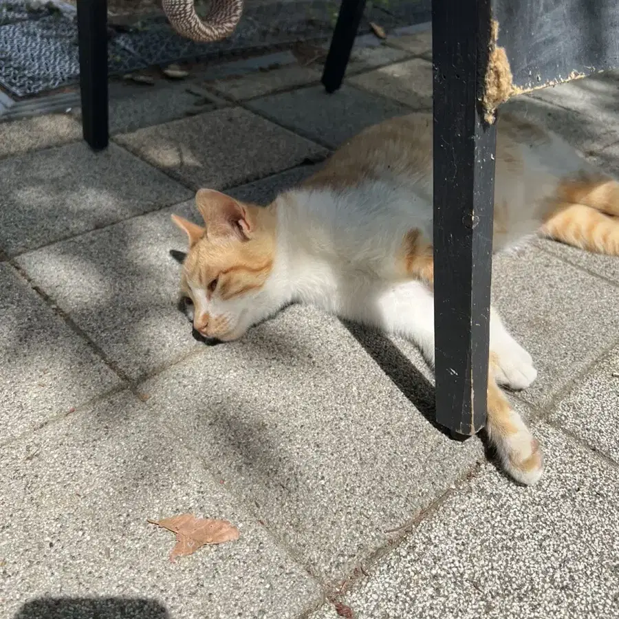 스케일링 받을분 있을까요? (일급 2만원)