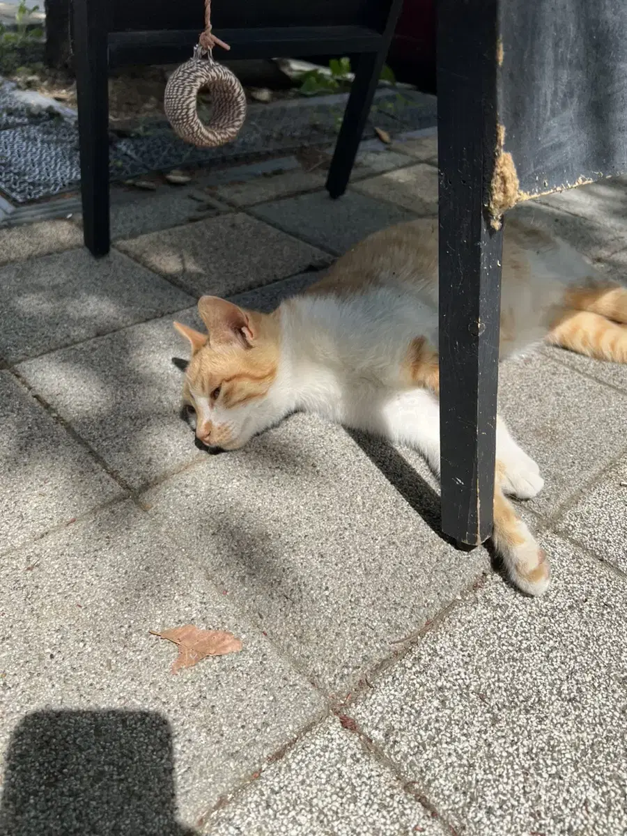 스케일링 받을분 있을까요? (일급 2만원)