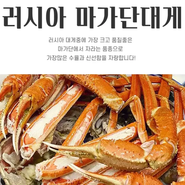 마가단대게 러시아 3kg / 2~3미 / 수율 80%내외