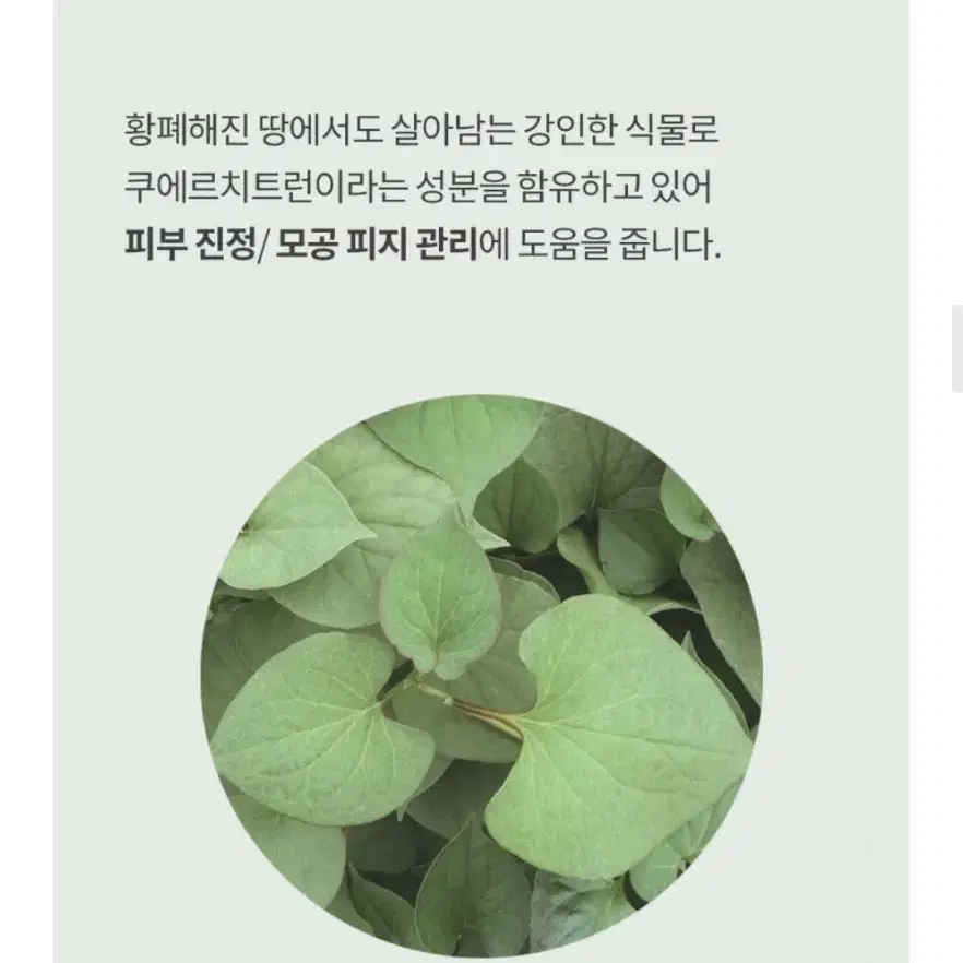 미개봉)허브노트 어성초 진정 앰플 교신가능