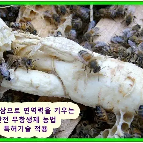 몸에 좋은 명품 햇 생로얄제리 저렴하게드립니다 (선착순)