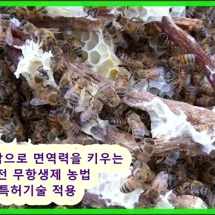 몸에 좋은 명품 햇 생로얄제리 저렴하게드립니다 (선착순)