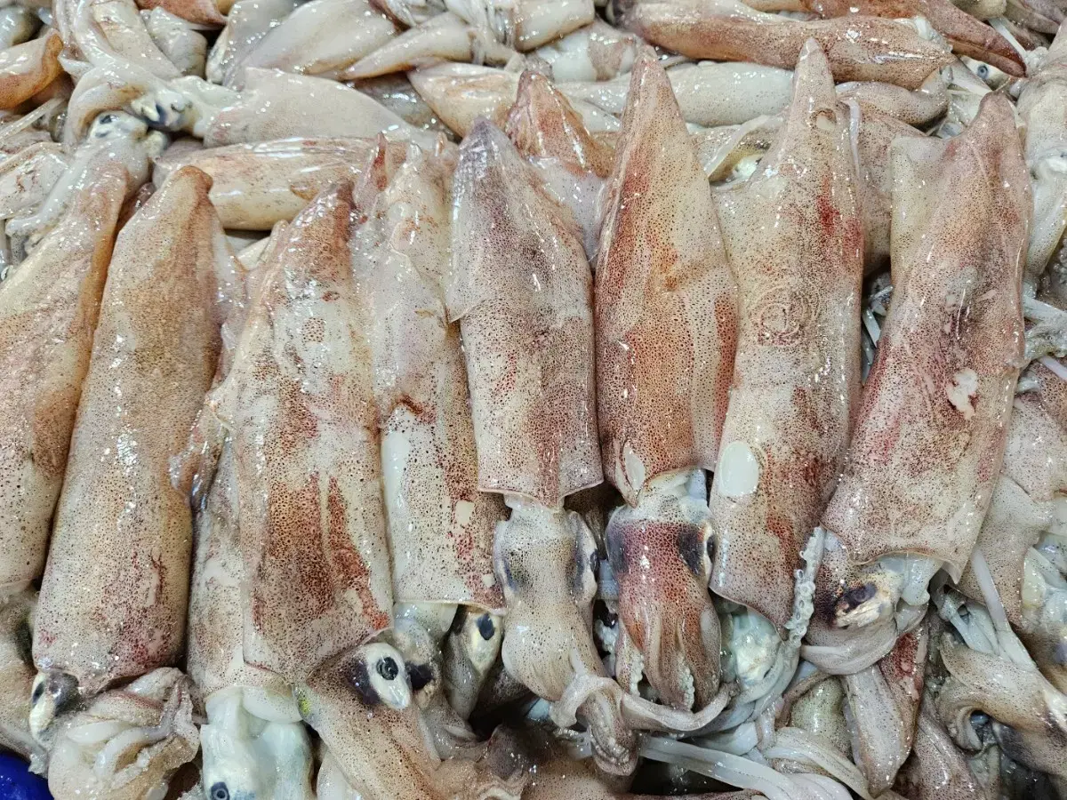 선도보장 국내산 급냉 생물 한치 1kg (4~8미)