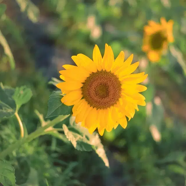 중형 필름카메라 젠자 브로니카 SQ-AmR + 80mm + 200mm