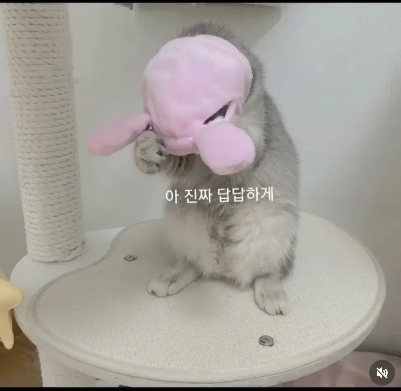 고양이 토끼 호랑이 탈 (2개가격)