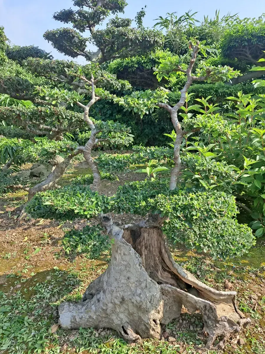 제주 느릅나무 분재 판매합니다