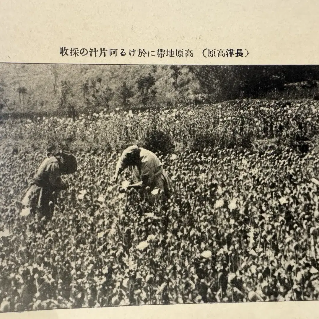 1930년 전후 - 강점기 시기  대마 관련 사진으로 추정 - 미사용