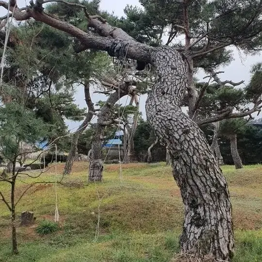 다양한 수종의 금강송 소나무 판매합니다