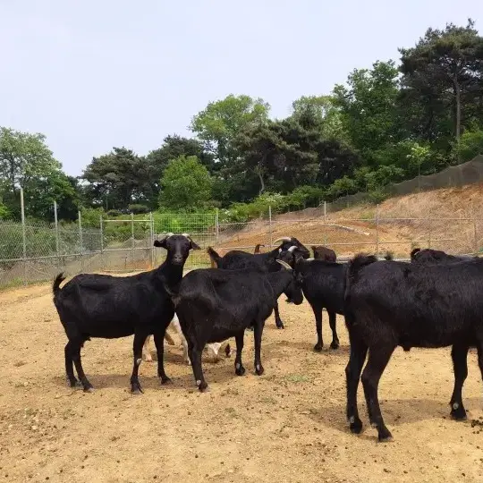 [천안] 진한 흑염소진액  // 주문 및 판매 //