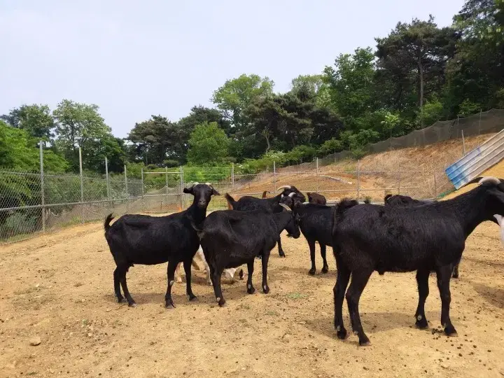 [천안] 진한 흑염소진액  // 주문 및 판매 //