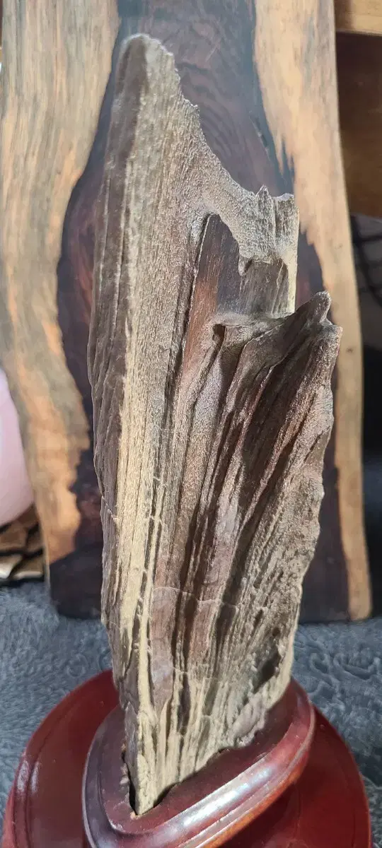 규화목(리비아 규화목,Libya silicified wood) 나무화석