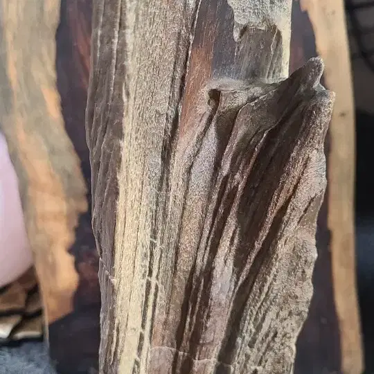 규화목(리비아 규화목,Libya silicified wood) 나무화석