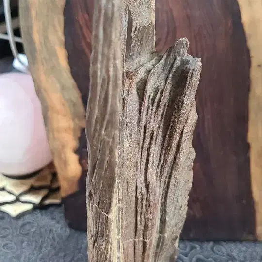 규화목(리비아 규화목,Libya silicified wood) 나무화석