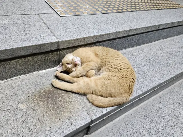 비트코인도시락 쿠폰팝니다