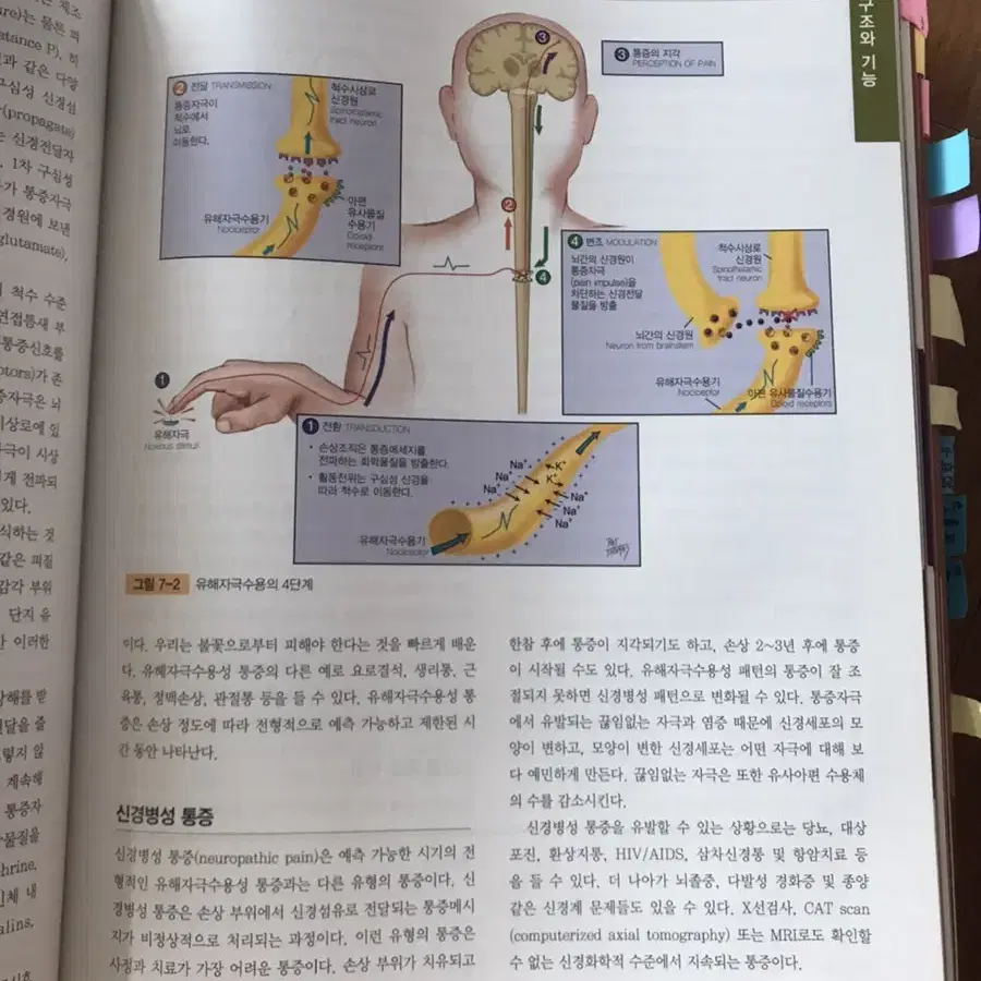 Javis 자비스 건강사정 (간호 서적)