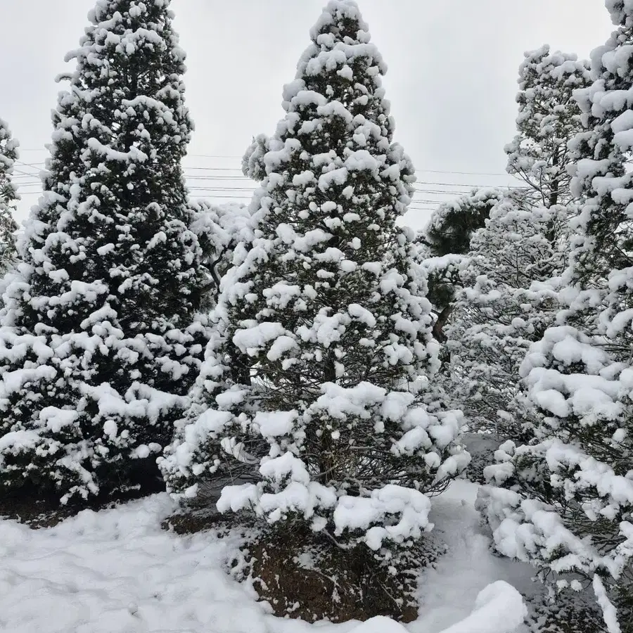 #반송 , 주목 특가 대량 할인 판매 진행 합니다#조경수 최강#팝니다