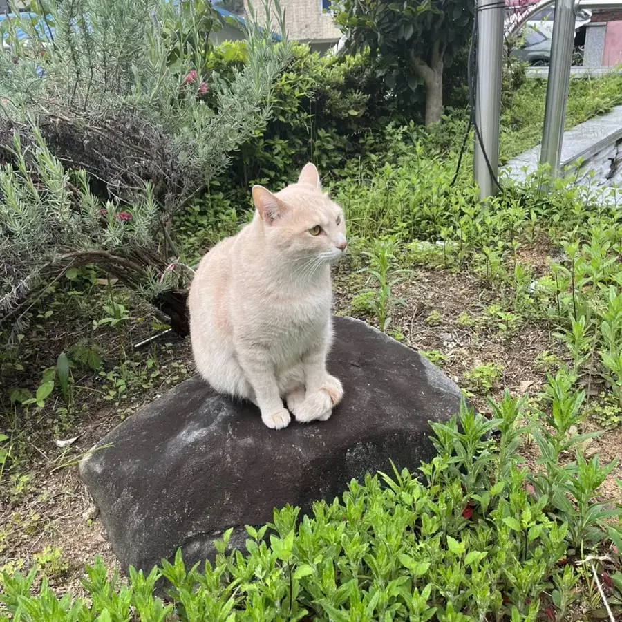 고양이 파는 거 아님