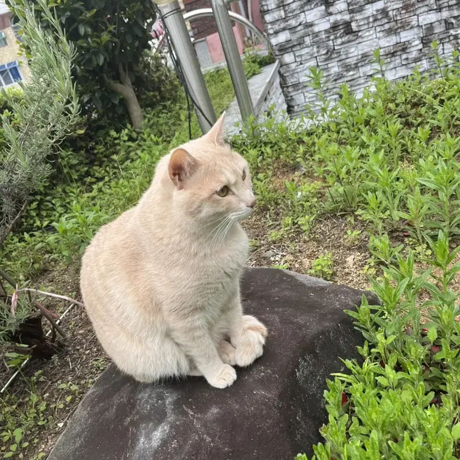 고양이 파는 거 아님