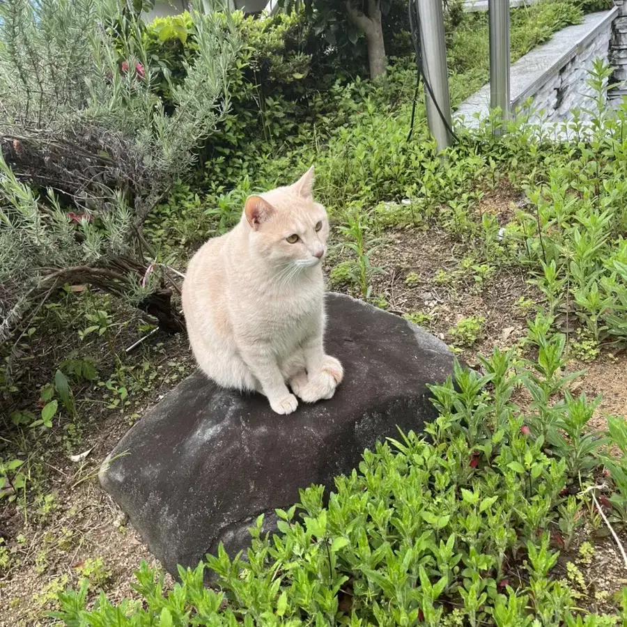 고양이 파는 거 아님