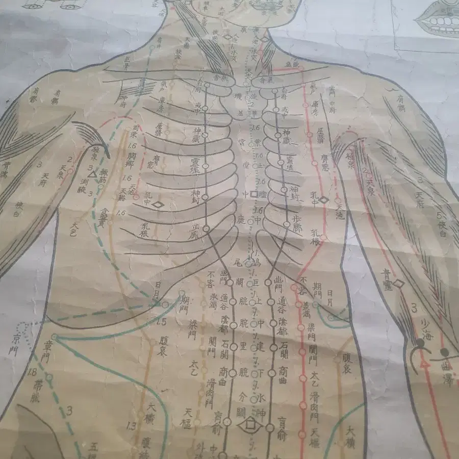 단기 4293년 침구경락경혈종합도