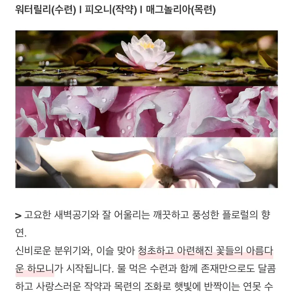 텀블벅 향수 스튜디오오도르 새벽정원 향기 모네