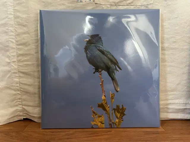 윤지영 blue bird lp 판매 (택포)