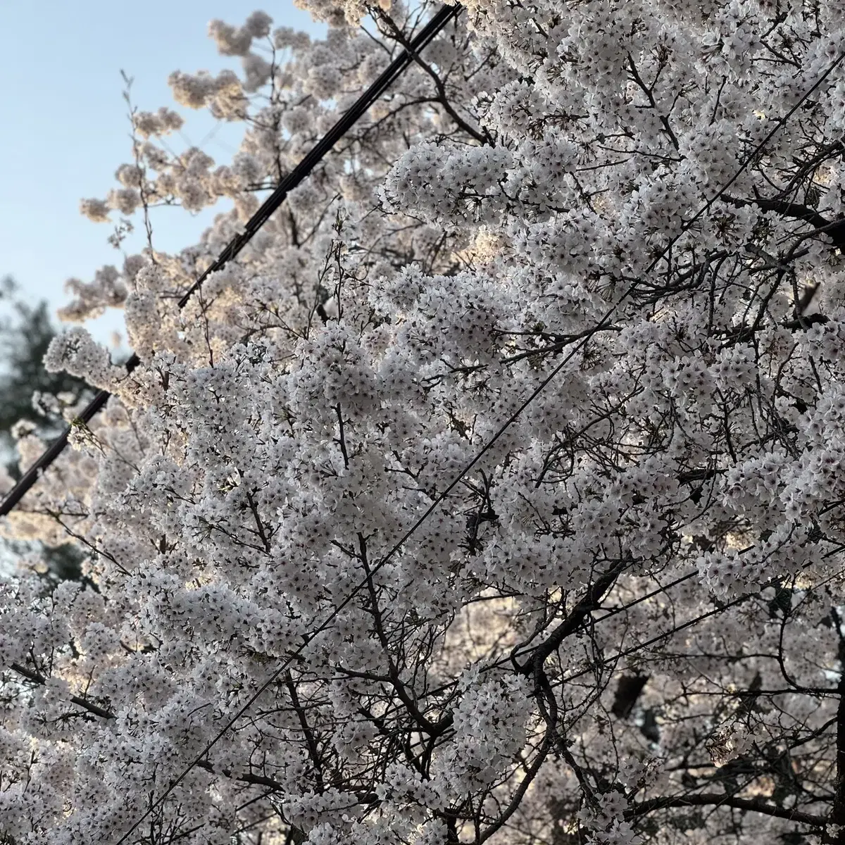 아이폰 15프로 512 리퍼폰 팝니다