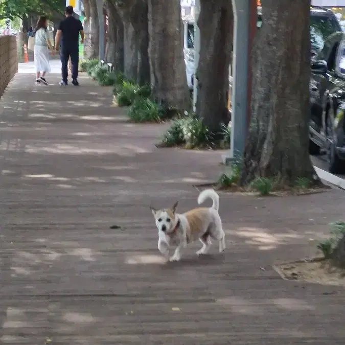 강아지 잃어버리신분