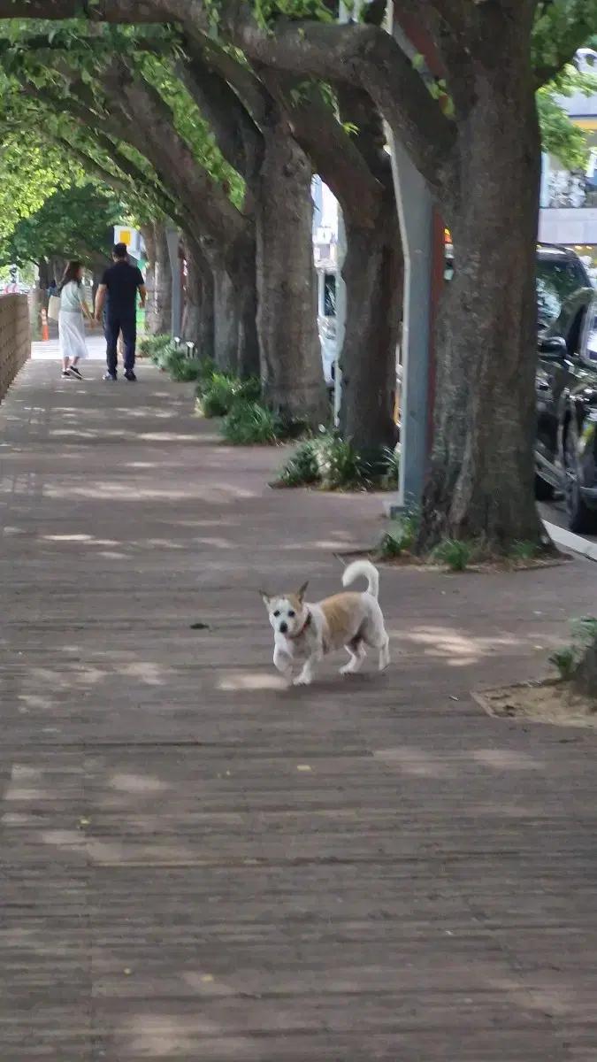 강아지 잃어버리신분