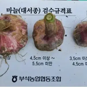 24년 서산 햇마늘 [농민직거래] 서산마늘 산지직송 ] 밭마늘/난지형/