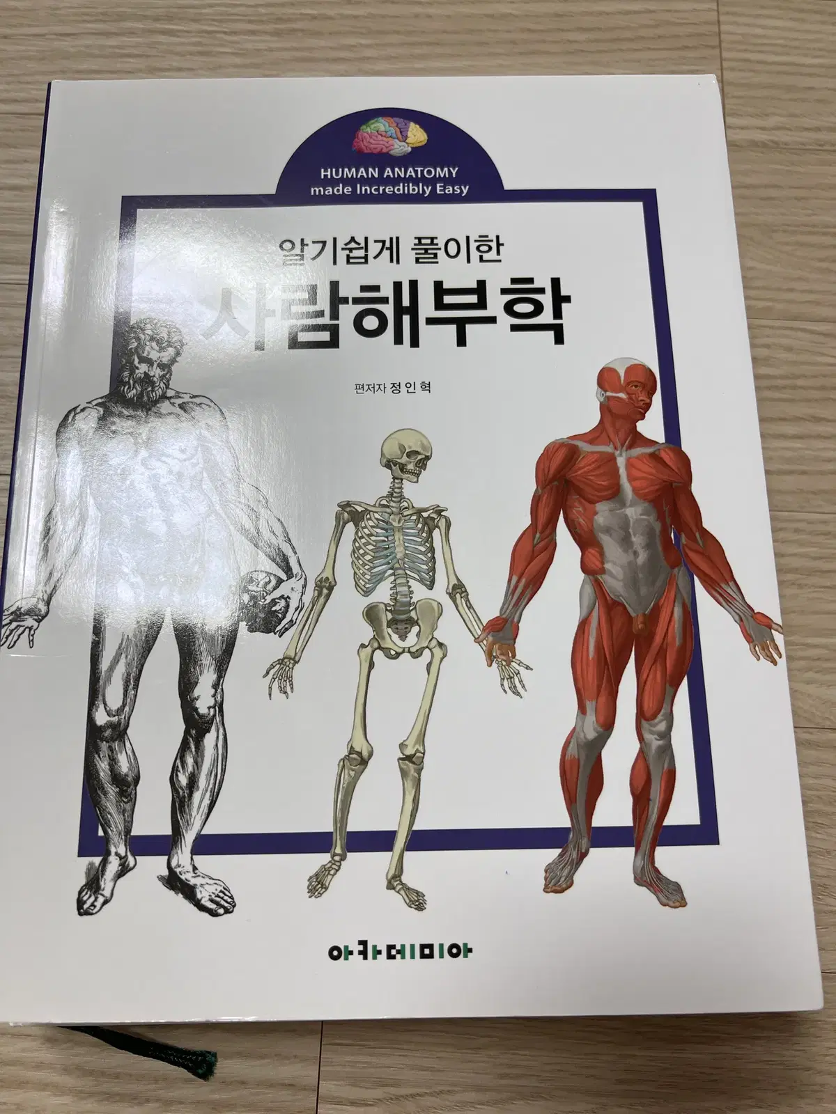 사람해부학