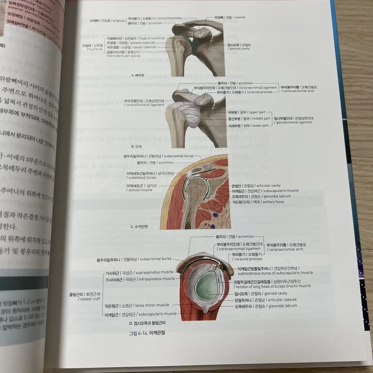 사람해부학