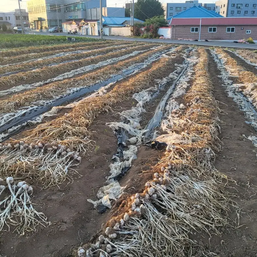 서산 마늘 팔아요.