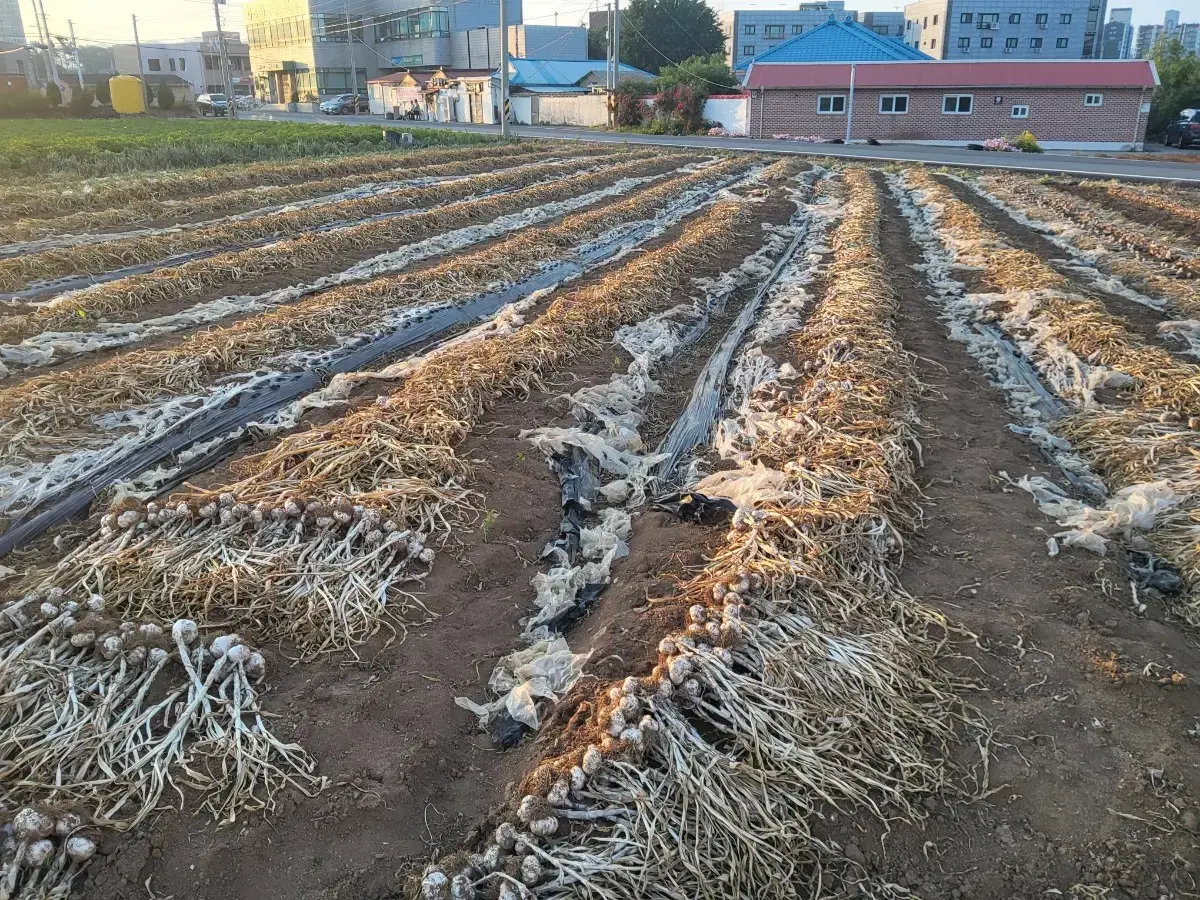 서산 마늘 팔아요.