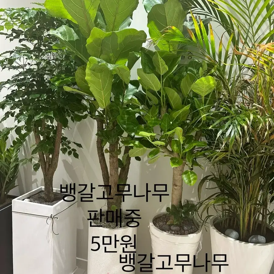 화분 팝니다