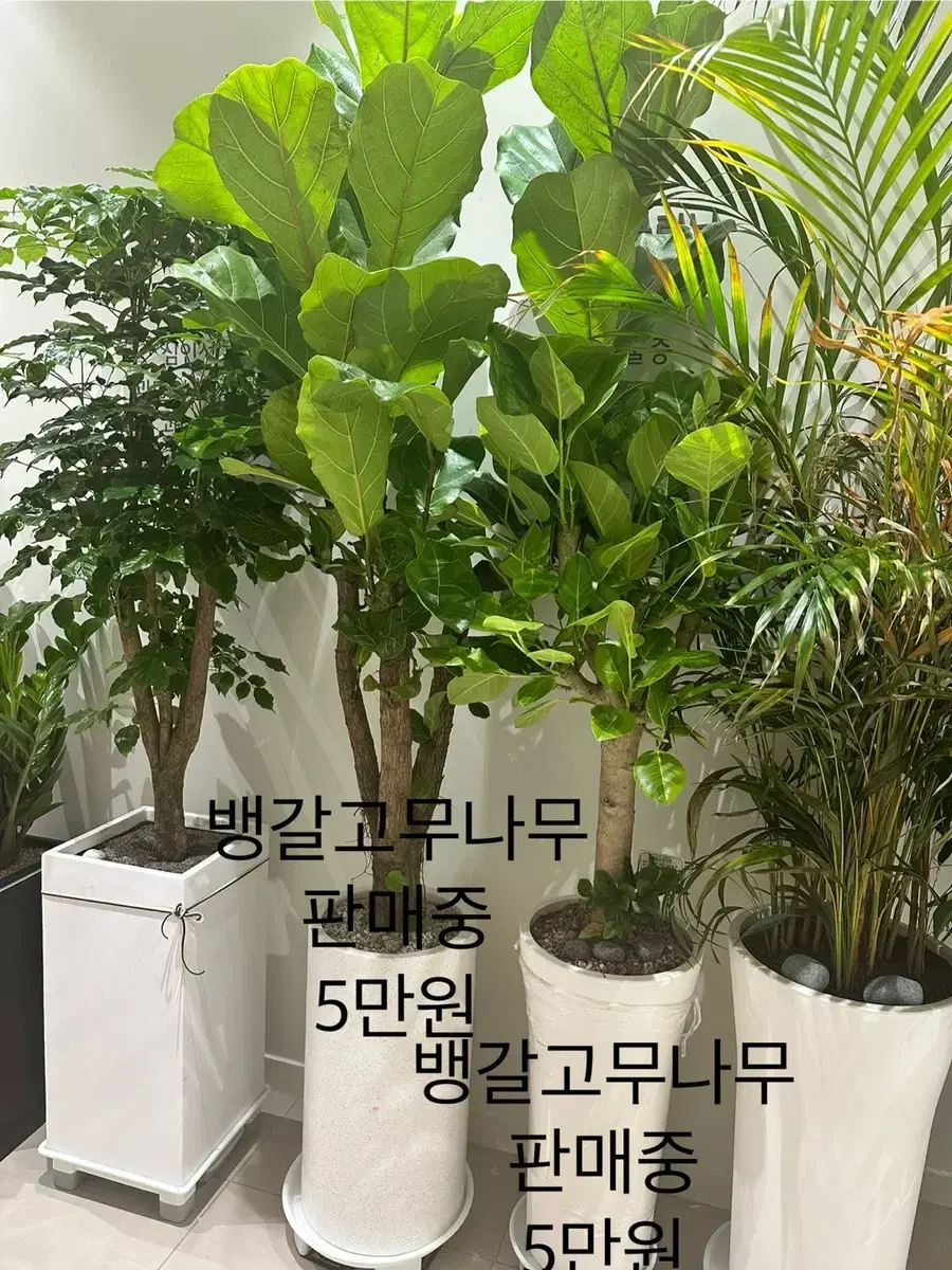 화분 팝니다